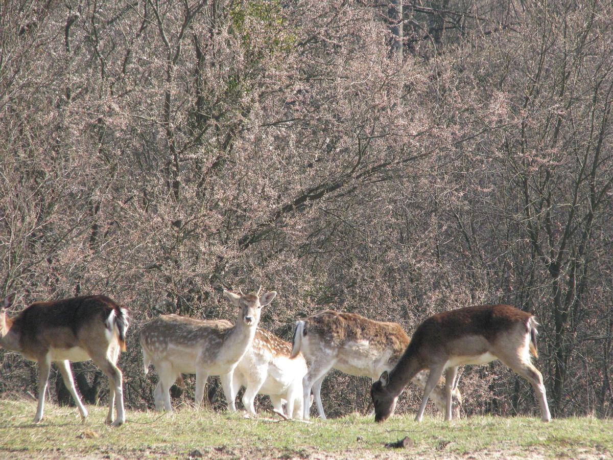 Rezydencja Nad Jeziorem Pestkownica Exteriér fotografie